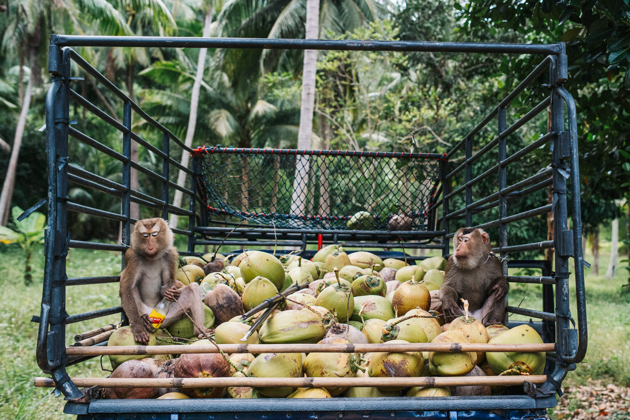 koh-phangan monkey